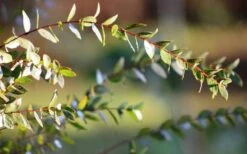 Funky Monkey Cold Hardy Eucalyptus Tree (Eucalyptus Parvula) - 3 Gallon Pot 12 Funky Monkey Cold Hardy Eucalyptus Tree (Eucalyptus Parvula) - 3 Gallon Pot -Good Housekeeping Shop Eucalyptus Funky Monkey Leaves