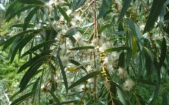 Funky Monkey Cold Hardy Eucalyptus Tree (Eucalyptus Parvula) - 3 Gallon Pot 10 Funky Monkey Cold Hardy Eucalyptus Tree (Eucalyptus Parvula) - 3 Gallon Pot -Good Housekeeping Shop Eucalyptus Funky Monkey Leaves Mature