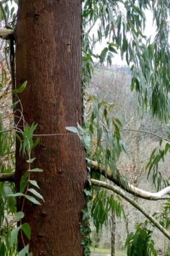 Jersey Girl Cold Hardy Eucalyptus Tree (Eucalyptus Macarthurii) - 3 Gallon Pot 17 Jersey Girl Cold Hardy Eucalyptus Tree (Eucalyptus Macarthurii) - 3 Gallon Pot -Good Housekeeping Shop Eucalyptus Jersey Girl 2 1