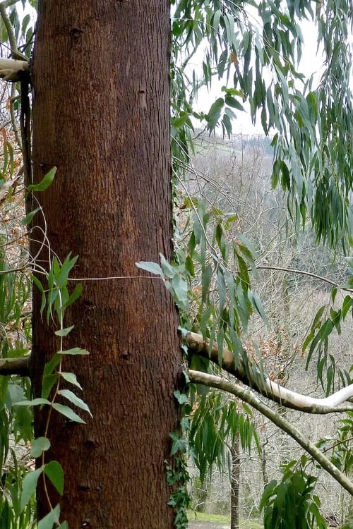 Jersey Girl Cold Hardy Eucalyptus Tree (Eucalyptus Macarthurii) - 3 Gallon Pot 8 Jersey Girl Cold Hardy Eucalyptus Tree (Eucalyptus Macarthurii) - 3 Gallon Pot - Image 8