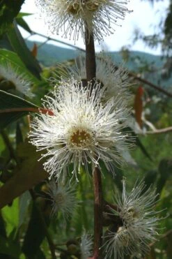 Jersey Girl Cold Hardy Eucalyptus Tree (Eucalyptus Macarthurii) - 3 Quart Pot -Good Housekeeping Shop Eucalyptus Jersey Girl 4 5