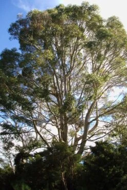 Jersey Girl Cold Hardy Eucalyptus Tree (Eucalyptus Macarthurii) - Quart Pot -Good Housekeeping Shop Eucalyptus Jersey Girl 6 4