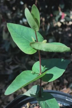Jersey Girl Cold Hardy Eucalyptus Tree (Eucalyptus Macarthurii) - Quart Pot -Good Housekeeping Shop Eucalyptus Jersey Girl 7 4