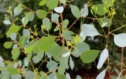 Lucky Country Cold Hardy Eucalyptus Tree (Eucalyptus Camphora) - 1 Gallon Pot -Good Housekeeping Shop Eucalyptus Lucky Country 1 1