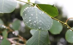 Lucky Country Cold Hardy Eucalyptus Tree (Eucalyptus Camphora) - 1 Gallon Pot -Good Housekeeping Shop Eucalyptus Lucky Country 2 1