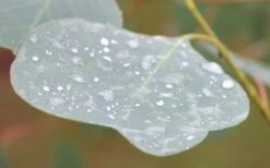 Lucky Country Cold Hardy Eucalyptus Tree (Eucalyptus Camphora) - 1 Gallon Pot -Good Housekeeping Shop Eucalyptus Lucky Country 3 1