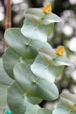 Luna Cold Hardy Eucalyptus Tree (Eucalyptus Perriniana) - 1 Gallon Pot -Good Housekeeping Shop Eucalyptus Luna 1