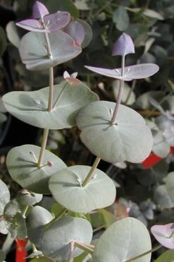 Luna Cold Hardy Eucalyptus Tree (Eucalyptus Perriniana) - 1 Gallon Pot -Good Housekeeping Shop Eucalyptus Luna 13