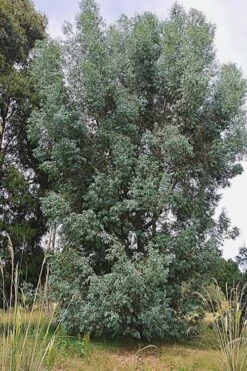 Luna Cold Hardy Eucalyptus Tree (Eucalyptus Perriniana) - 2 Gallon Pot -Good Housekeeping Shop Eucalyptus Luna 5 2
