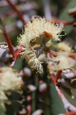 Luna Cold Hardy Eucalyptus Tree (Eucalyptus Perriniana) - 1 Gallon Pot -Good Housekeeping Shop Eucalyptus Luna 6