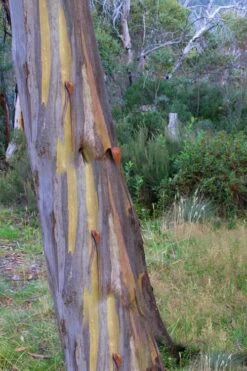 Sheila Cold Hardy Eucalyptus Tree (Eucalyptus Stellulata) - 1 Gallon Pot -Good Housekeeping Shop Eucalyptus Sheila 10 3