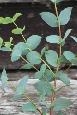 Sheila Cold Hardy Eucalyptus Tree (Eucalyptus Stellulata) - 1 Gallon Pot -Good Housekeeping Shop Eucalyptus Sheila 2 3