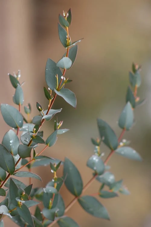 Sheila Cold Hardy Eucalyptus Tree (Eucalyptus Stellulata) - Quart Pot 12 Sheila Cold Hardy Eucalyptus Tree (Eucalyptus Stellulata) - Quart Pot - Image 12