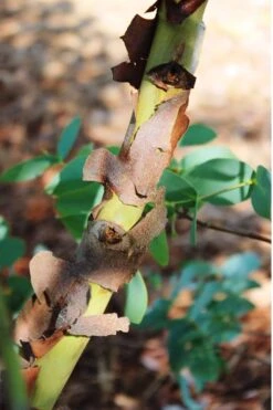 Sheila Cold Hardy Eucalyptus Tree (Eucalyptus Stellulata) - 1 Gallon Pot -Good Housekeeping Shop Eucalyptus Sheila 9 3