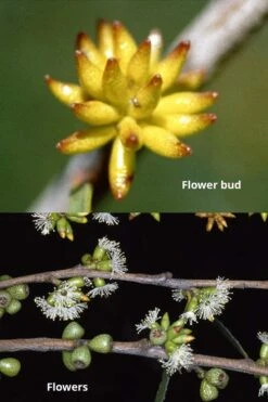 Skinny Minny Hardy Eucalyptus Tree (Eucalyptus Moorei) - Quart Pot -Good Housekeeping Shop Eucalyptus Skinny Minny 1