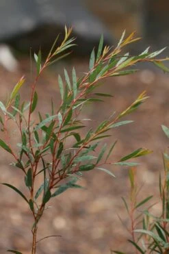 Skinny Minny Hardy Eucalyptus Tree (Eucalyptus Moorei) - 3 Quart Pot 7 Skinny Minny Hardy Eucalyptus Tree (Eucalyptus Moorei) - 3 Quart Pot -Good Housekeeping Shop Eucalyptus Skinny Minny 2 1