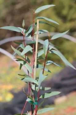 Snow Day Cold Hardy Eucalyptus Tree (Eucalyptus Gregsoniana) - 1 Gallon Pot -Good Housekeeping Shop Eucalyptus Snow Day 1 2