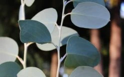 Mappa Tassie Cold Hardy Eucalyptus Tree (Eucalyptus Pauciflora) - 3 Quart Pot -Good Housekeeping Shop Eucalyptus Tree Mappa Tassie Pauciflora Snow Gum 1