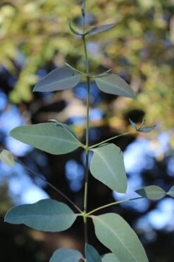 Grace Cold Hardy Eucalyptus Tree (Eucalyptus Elliptica) - 3 Quart Pot -Good Housekeeping Shop Eucalytptus Grace BS 3