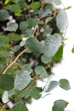 Lucky Country Cold Hardy Eucalyptus Tree (Eucalyptus Camphora) - 1 Gallon Pot -Good Housekeeping Shop Eucalytptus Lucky Country BS 1