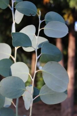 Mappa Tassie Cold Hardy Eucalyptus Tree (Eucalyptus Pauciflora) - 2 Gallon Pot -Good Housekeeping Shop Eucalytptus Mappa Tassie BS