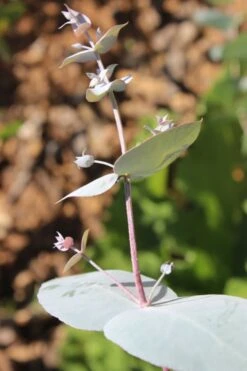 Maggie Cold Hardy Eucalyptus Tree (Eucalyptus Nova Anglica) - 2 Gallon Pot -Good Housekeeping Shop Eusalyptus Maggie 1 500x750 4