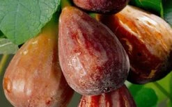 Brown Turkey Fig Tree - 3 Gallon Pot -Good Housekeeping Shop Fig Brown Turkey 20 1