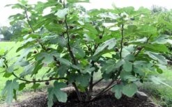 Chicago Cold Hardy Fig Tree - 5 Gallon Pot -Good Housekeeping Shop Fig Chicago Cold Hardy 1 1