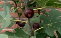 Chicago Cold Hardy Fig Tree - 5 Gallon Pot -Good Housekeeping Shop Fig Chicago Cold Hardy 2