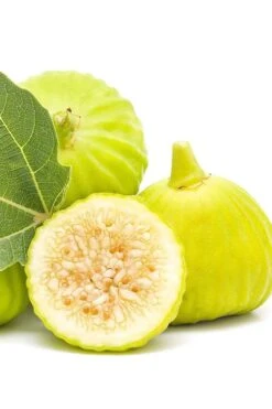 Italian Honey Fig Tree (Ficus Carica 'Lattarula') - 1 Gallon Pot -Good Housekeeping Shop Fig Lemon Italian Honey 2