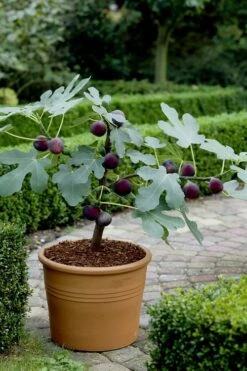 Texas Everbearing Fig Tree - 3 Gallon Pot -Good Housekeeping Shop Fig Texas Everbearing 13