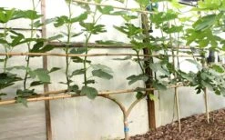 Texas Everbearing Fig Tree - 3 Gallon Pot -Good Housekeeping Shop Fig Texas Everbearing 6