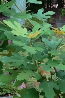 Texas Everbearing Fig Tree - 3 Gallon Pot -Good Housekeeping Shop Fig Texas Everbearing 7