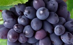 Mars Seedless Grape - 1 Gallon Pot -Good Housekeeping Shop Grape Mars Seedless 50