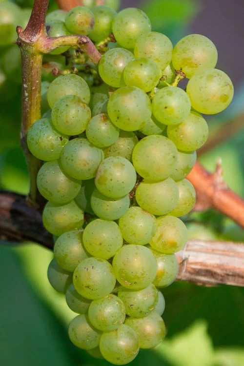 Niagara Seedless Grape Vine - 1 Gallon Pot 1 Niagara Seedless Grape Vine - 1 Gallon Pot
