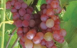 Reliance Red Seedless Grape Vine - 2 Gallon Pot 7 Reliance Red Seedless Grape Vine - 2 Gallon Pot -Good Housekeeping Shop Grape Reliance 50 1