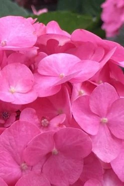 After Midnight Hydrangea - 3 Gallon Pot 13 After Midnight Hydrangea - 3 Gallon Pot -Good Housekeeping Shop Hydrangea After Midnight 1