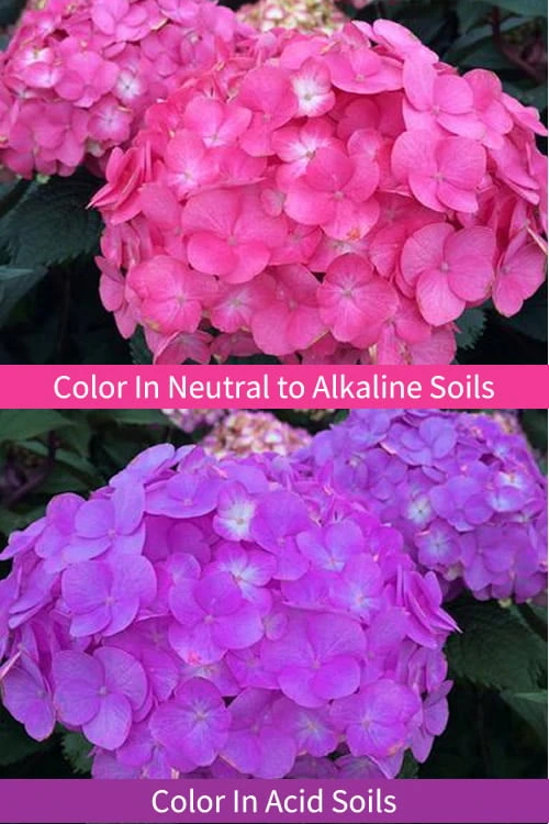 After Midnight Hydrangea - 3 Gallon Pot 4 After Midnight Hydrangea - 3 Gallon Pot - Image 4