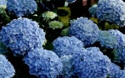 Big Daddy Hydrangea - 2 Gallon Pot -Good Housekeeping Shop Hydrangea Big Daddy