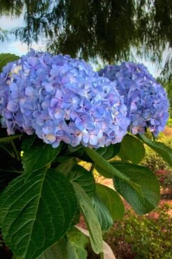 Big Daddy Hydrangea - 1 Gallon Pot -Good Housekeeping Shop Hydrangea Big Daddy 500x750 3