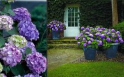 Bloomstruck Endless Summer Hydrangea - 1 Gallon Pot -Good Housekeeping Shop Hydrangea Bloomstruck 2 1