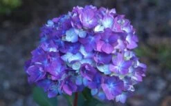 Bloomstruck Endless Summer Hydrangea - 1 Gallon Pot -Good Housekeeping Shop Hydrangea Bloomstruck Bloom 1