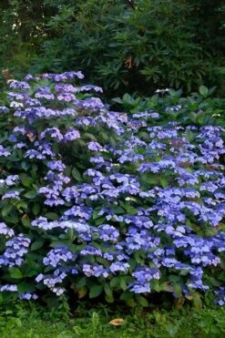 Blue Wave Lacecap Hydrangea - 3 Gallon Pot 13 Blue Wave Lacecap Hydrangea - 3 Gallon Pot -Good Housekeeping Shop Hydrangea Blue Wave 1