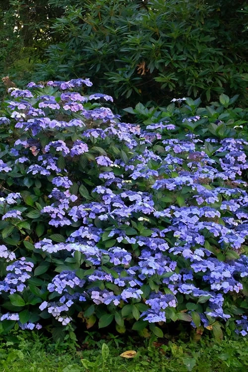 Blue Wave Lacecap Hydrangea - 3 Gallon Pot 6 Blue Wave Lacecap Hydrangea - 3 Gallon Pot - Image 6