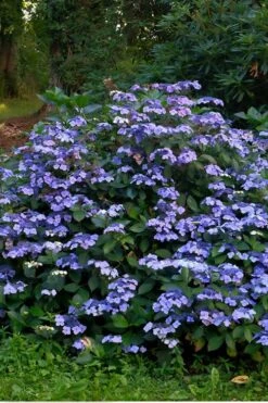 Blue Wave Lacecap Hydrangea - 3 Gallon Pot 11 Blue Wave Lacecap Hydrangea - 3 Gallon Pot -Good Housekeeping Shop Hydrangea Blue Wave 3