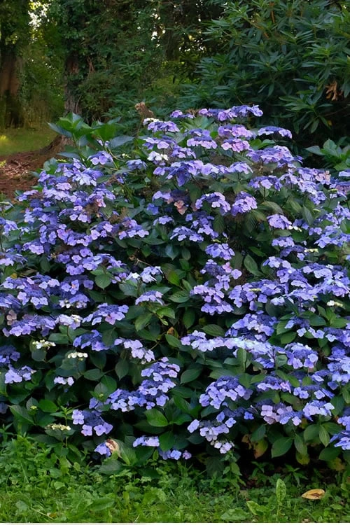 Blue Wave Lacecap Hydrangea - 3 Gallon Pot 4 Blue Wave Lacecap Hydrangea - 3 Gallon Pot - Image 4