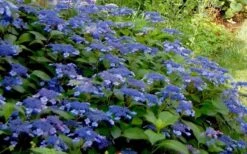 Bluebird Hydrangea - 3 Gallon Pot 7 Bluebird Hydrangea - 3 Gallon Pot -Good Housekeeping Shop Hydrangea Bluebird 3