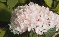 Blushing Bride Endless Summer Hydrangea - 3 Gallon Pot -Good Housekeeping Shop Hydrangea Blushing Bride 2 2