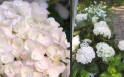 Blushing Bride Endless Summer Hydrangea - 2 Gallon Pot -Good Housekeeping Shop Hydrangea Blushing Bride
