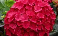 Cardinal Red Hydrangea - 6 Pack Of 1 Gallon Pots -Good Housekeeping Shop Hydrangea Cardinal